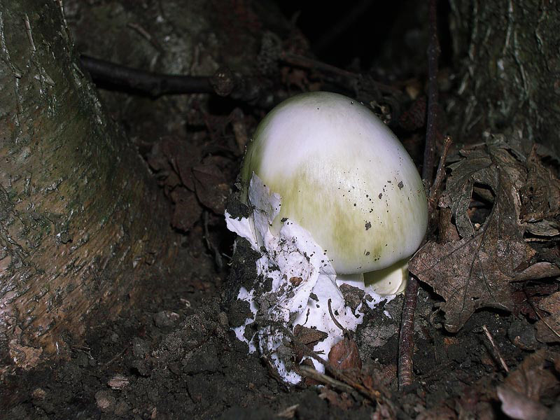 Amanita phalloides